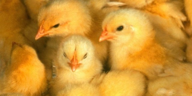 Männliche Küken werden meist direkt nach dem Schlüpfen getötet. (Bild pd)