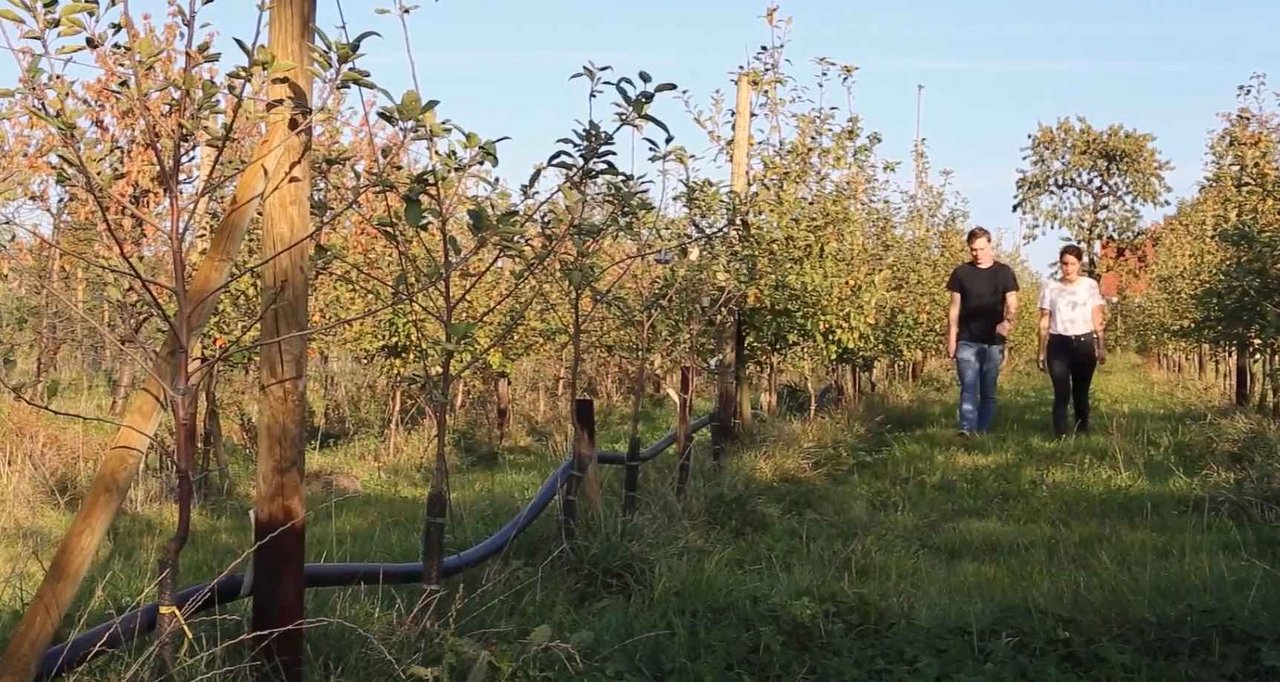 Die Obstbauernfamilie Blohm kämpft mit neuen Schädlingen und Extremwetter. (Bild Screenshot Greenpeace)