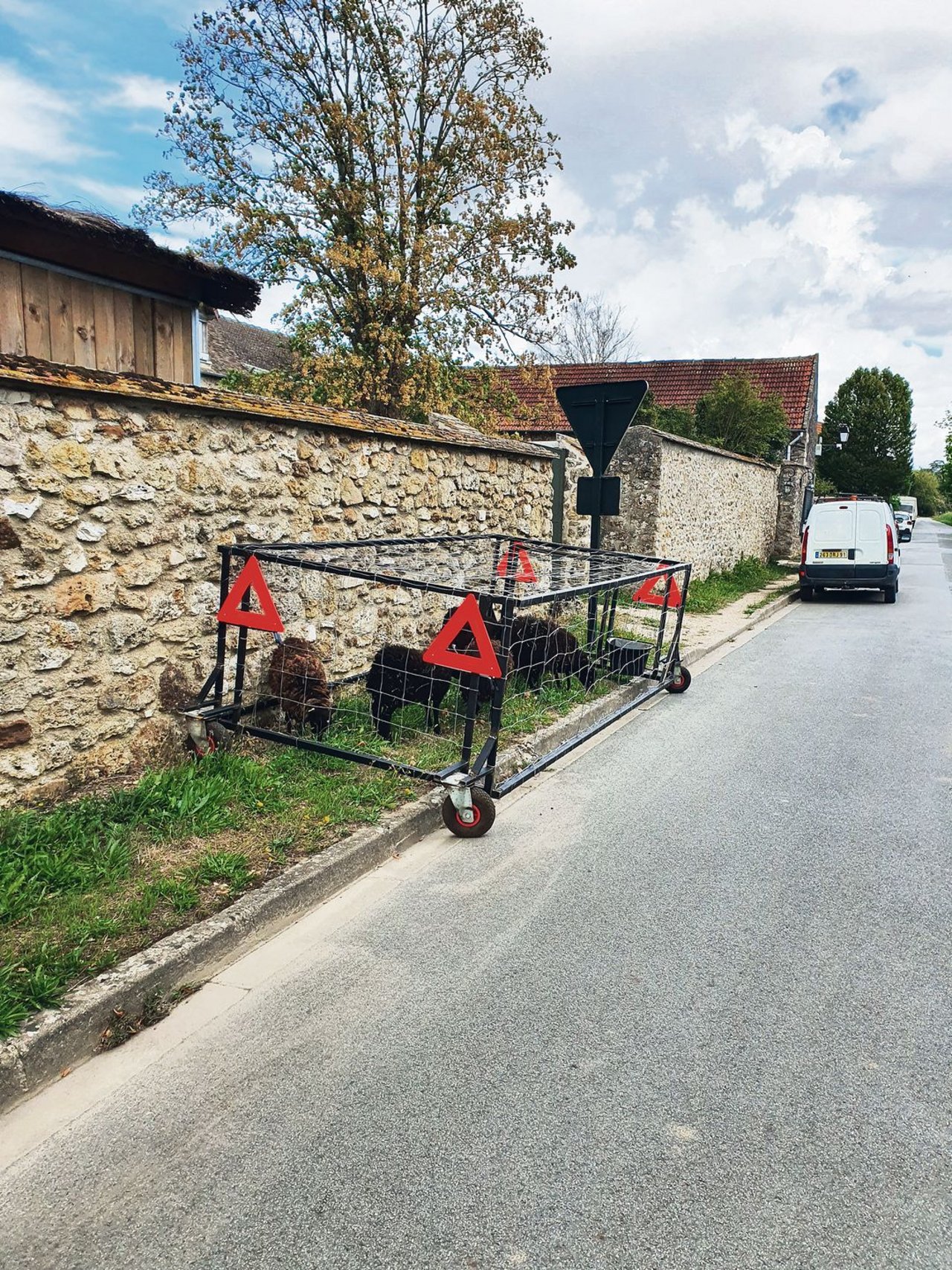 Ouessantschafe (auch Bretonische Zwergschafe), die kleinsten Schafe Europas, helfen in der Gemeinde Janvry (F) die Strassenränder zu mähen. (Bild Christian Schoettl)