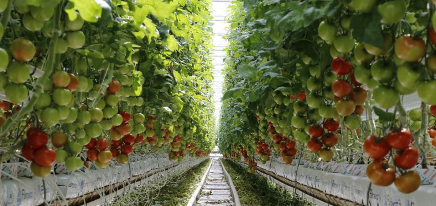 Die Hors-Sol-Produktion würde nach Ansicht des SBLV stark verteuert oder ins Ausland abgedrängt. (Bild ji)