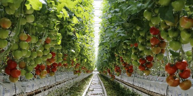 Die Hors-Sol-Produktion würde nach Ansicht des SBLV stark verteuert oder ins Ausland abgedrängt. (Bild ji)