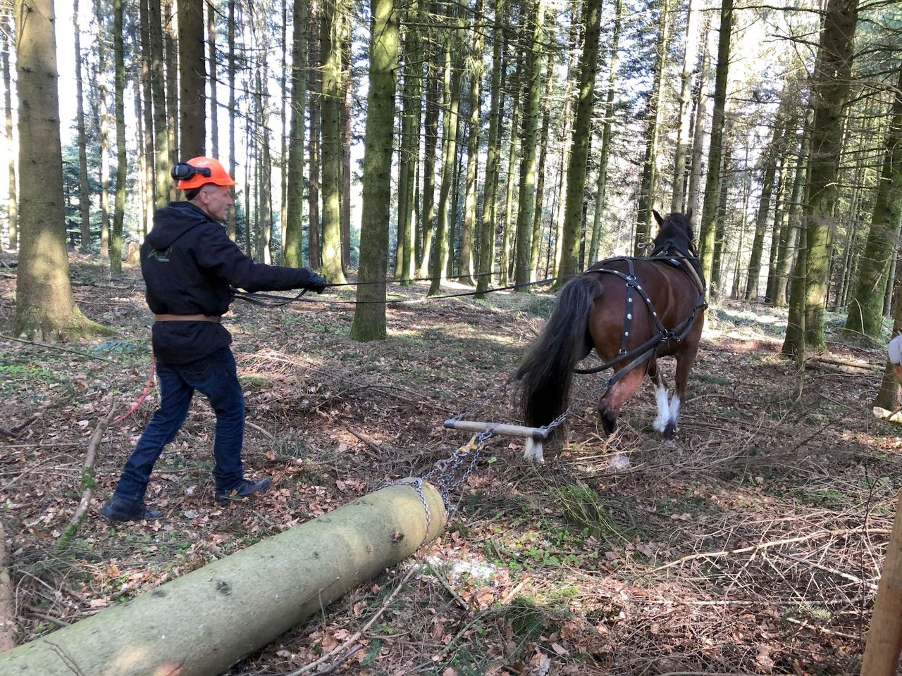 Pferde verursachen beim Holzrücken kaum Bodenschäden und die stehenden Bäume werden geschont.
