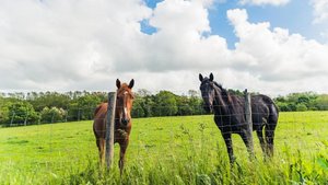 Zwei Pferde auf Weide