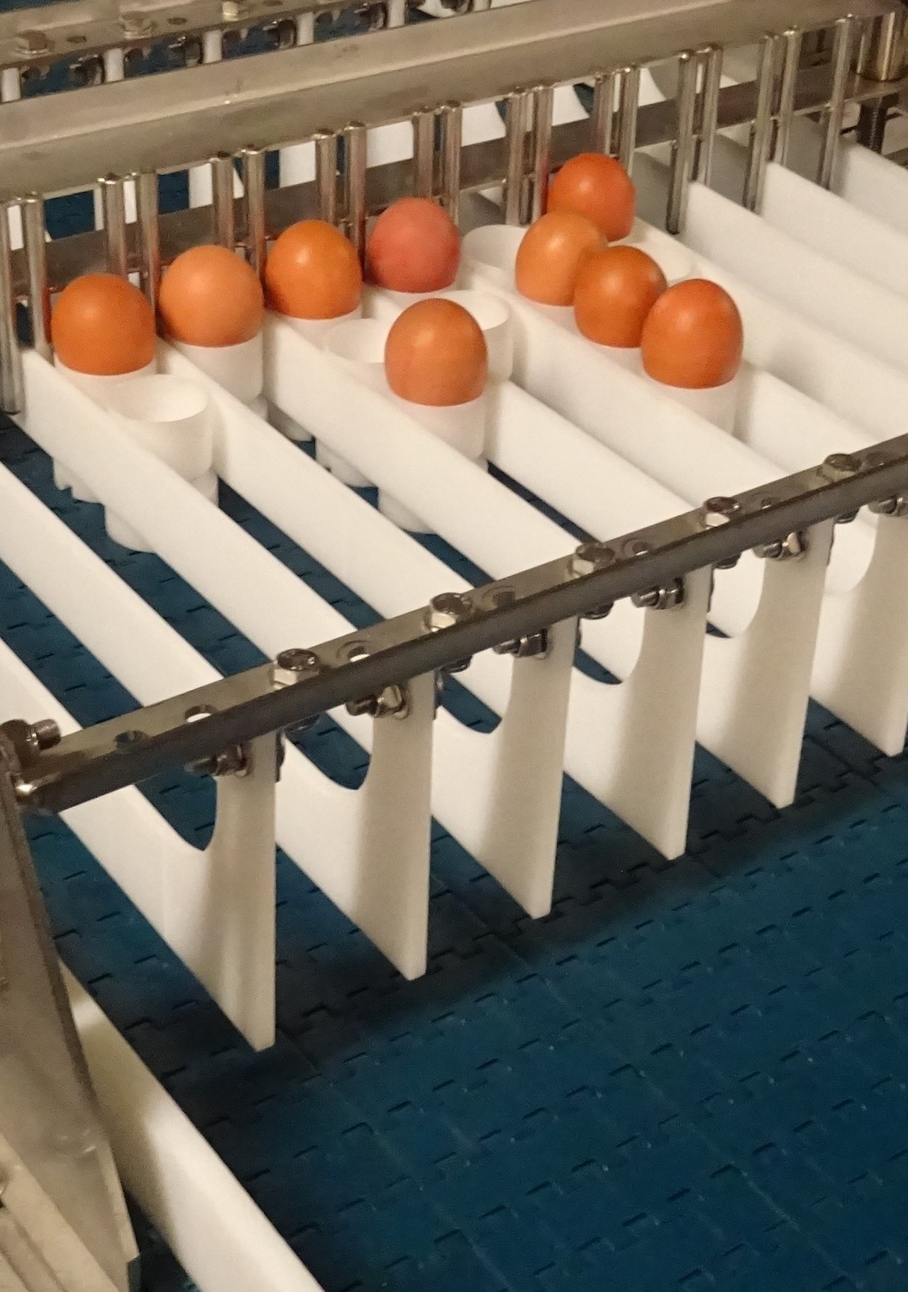 «On Tray Orderly Egg Refilling System» der Firma Nectra Sas (Bild Euro Tier)
