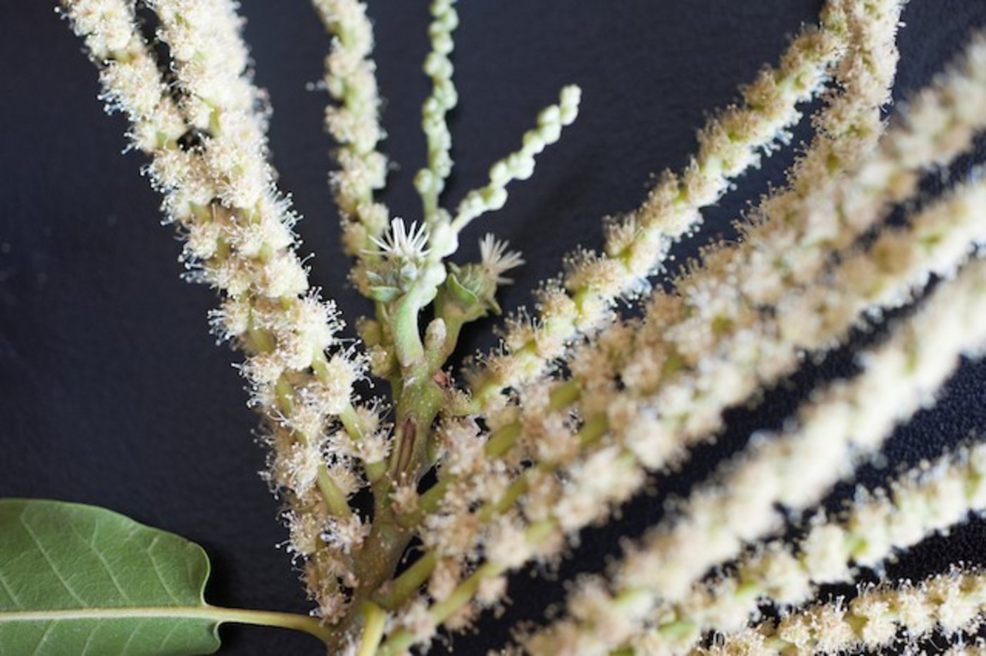 Für die Befruchtung der weiblichen Kastanienblüten in der Mitte des Blütenstandes braucht es Pollen einer anderen Sorte. Für eine gute Ernte ist der Anbau passender Befruchtersorten deshalb unerlässlich.