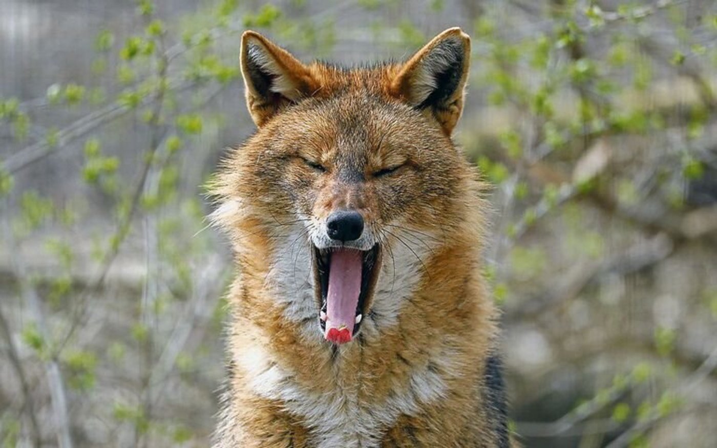 Goldschakale leben entweder allein, in Paaren oder auch in kleinen Rudeln. Sie sind grösstenteils nachtaktiv.
