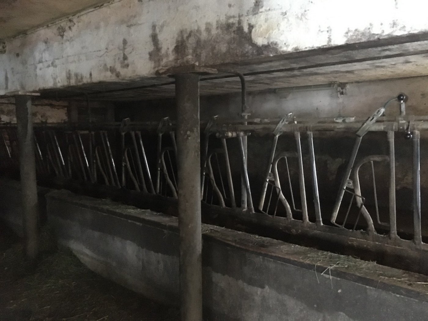 Der Stall der Familie Bütikofer ist alt und dunkel. Die Mutterkühe verbringen pro Tag nur zwei Stunden darin. 