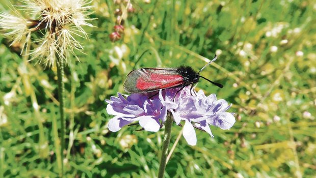 Durch die Wanderziegen konnte der Lebensraum der Bibernell-Widderchen, ein Schmetterling, erhalten werden.