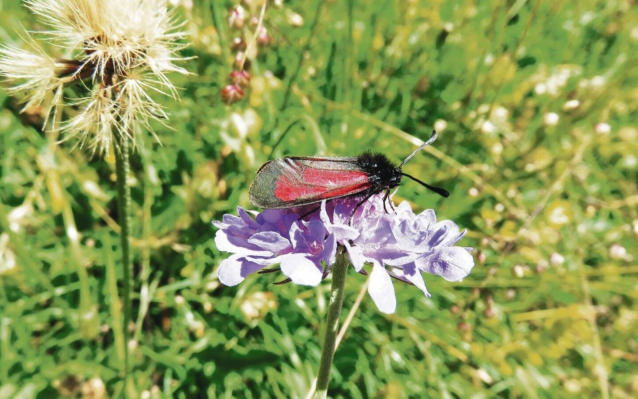 Durch die Wanderziegen konnte der Lebensraum der Bibernell-Widderchen, ein Schmetterling, erhalten werden.