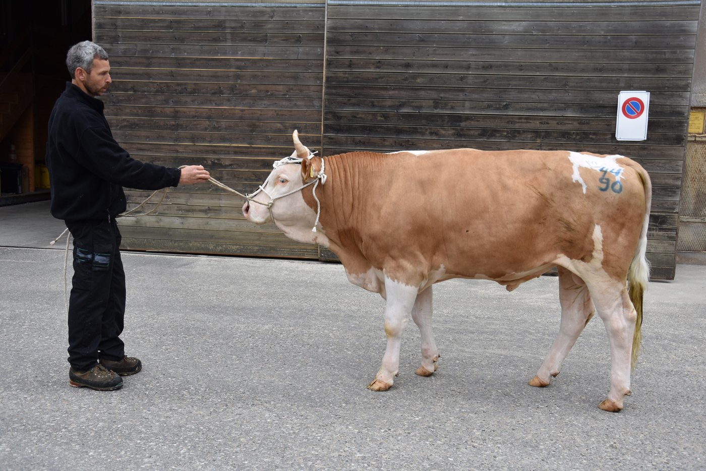 Sieger bei den Simmental wurde Baschi Bosco (44 90) von Hansueli Lanz, Wasen i. E., BE.