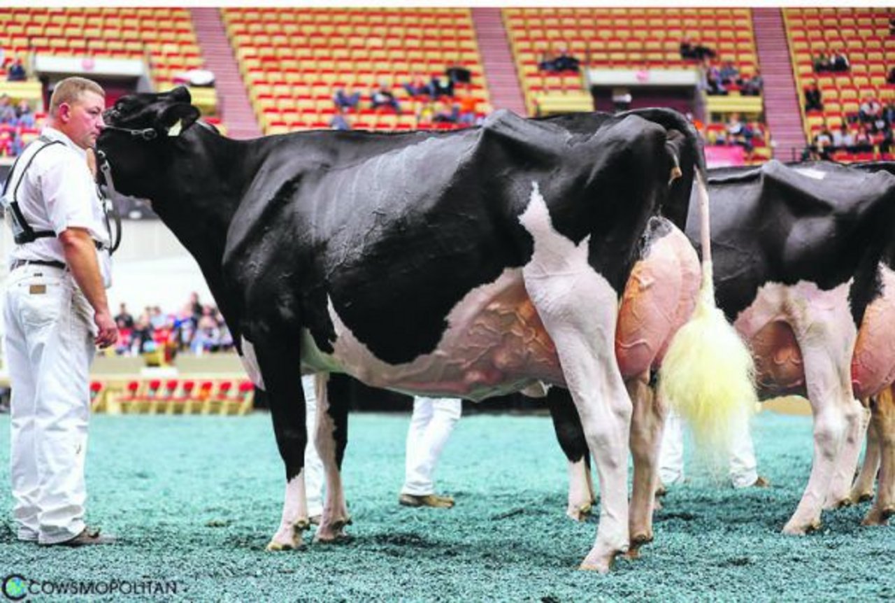 Die Holsteinsiegerkuh Rosiers Goldwyn Blexy wurde im 2016 für 95 000 Dollar gekauft. (Bilder cowsmopolitan)