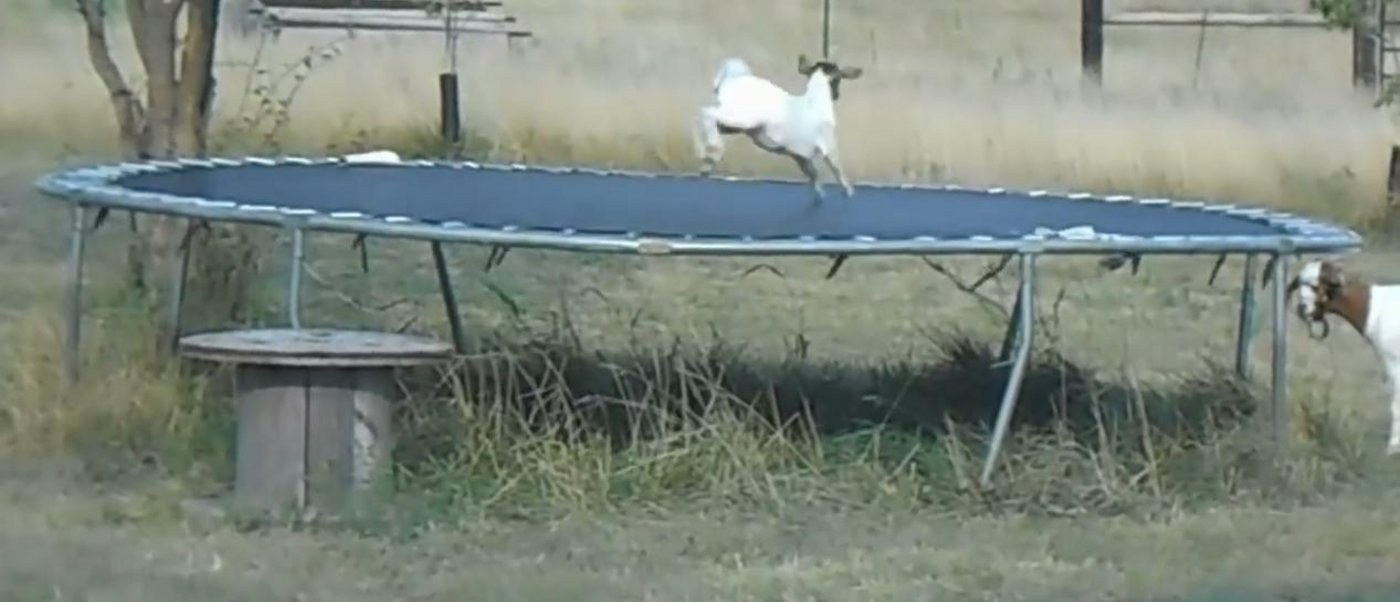 Eine Ziege und ein Trampolin - eine irgendwie logische Kombination. (Bild Screenshot Youtube)