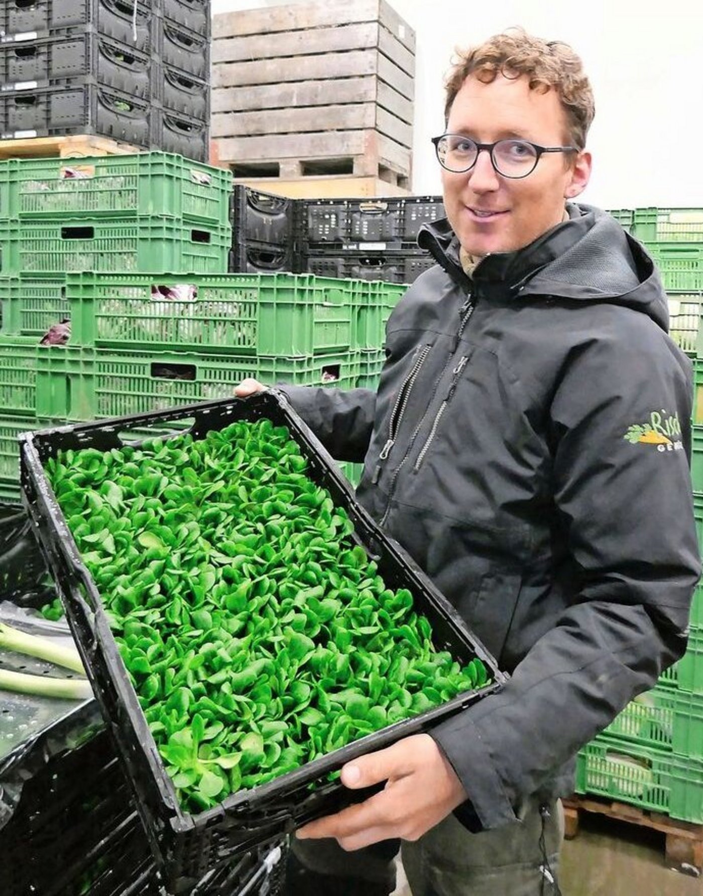 Nüsslisalat: Frisch geerntet kommt er in den Hofladen. 