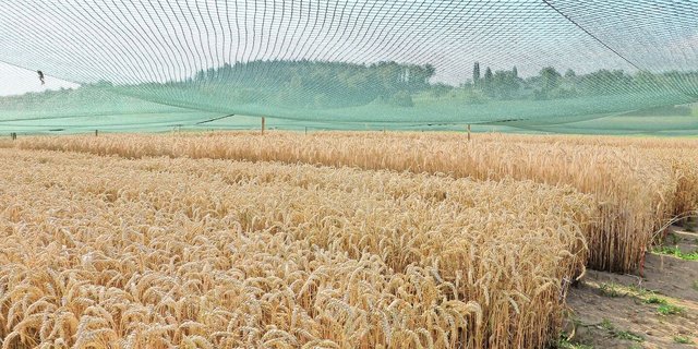 Auf der «Protected Site» in Reckenholz stand der gentechnisch veränderte Weizen aus Deutschland während dreier Versuchsjahre.