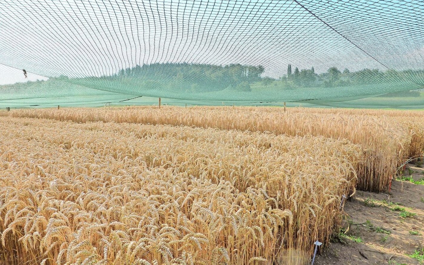 Auf der «Protected Site» in Reckenholz stand der gentechnisch veränderte Weizen aus Deutschland während dreier Versuchsjahre.