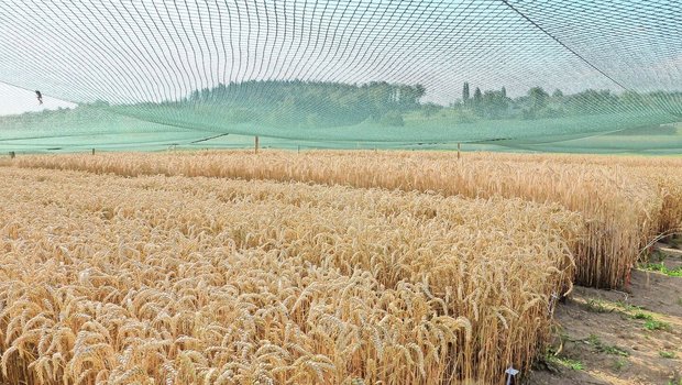 Auf der «Protected S Auf der «Protected Site» in Reckenholz stand der gentechnisch veränderte Weizen aus Deutschland während dreier Versuchsjahre.