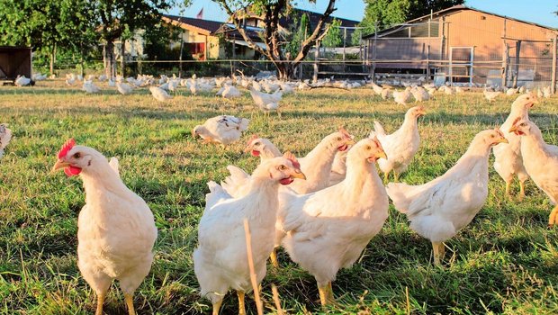 Bruderhähne haben einen höheren Bewegungsdrang und deshalb eine andere Muskulatur als Mastpoulets, zudem wachsen sie langsamer.