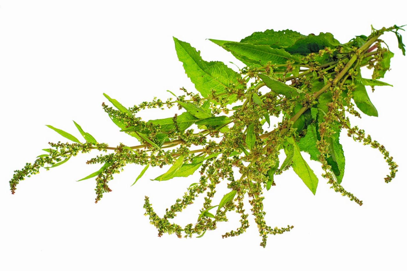 Blacke (Stumpfblättriger Ampfer) – Rumex obtusifolius L.– Ein Sud aus den Wurzeln der Blacke hilft bei Verstopfung und Hautleiden, die Samen bei Durchfall, Ekzemen und zur Blutreinigung. Die Blätter sollen, auf Wunden aufgelegt, deren Heilung beschleunige