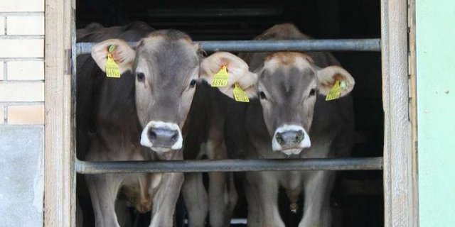 Kälberpreise sinken in den Keller. (Bild BauZ)