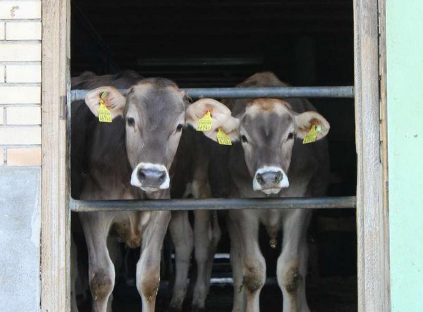 Kälberpreise sinken in den Keller. (Bild BauZ)