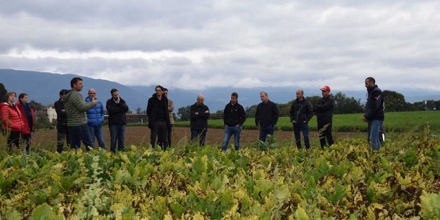 Auf dem Rübenfeld werden die Auswirkungen politischer Entscheide deutlich: Hier wütet die viröse Vergilbung. (Bild Freiburgische Landwirtschaftskammer)