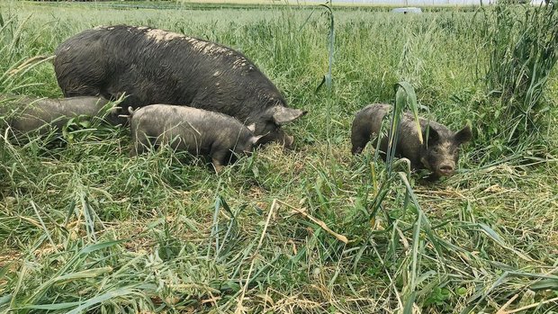 Die Berkshire-Schweine eignen sich besonders gut für die ganzjährige Haltung im Freiland. Die Berkshire-Schweine eignen sich besonders gut für die ganzjährige Haltung im Freiland.