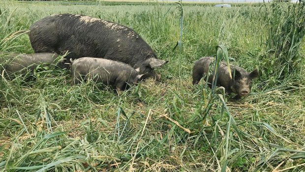 Die Berkshire-Schweine eignen sich besonders gut für die ganzjährige Haltung im Freiland.