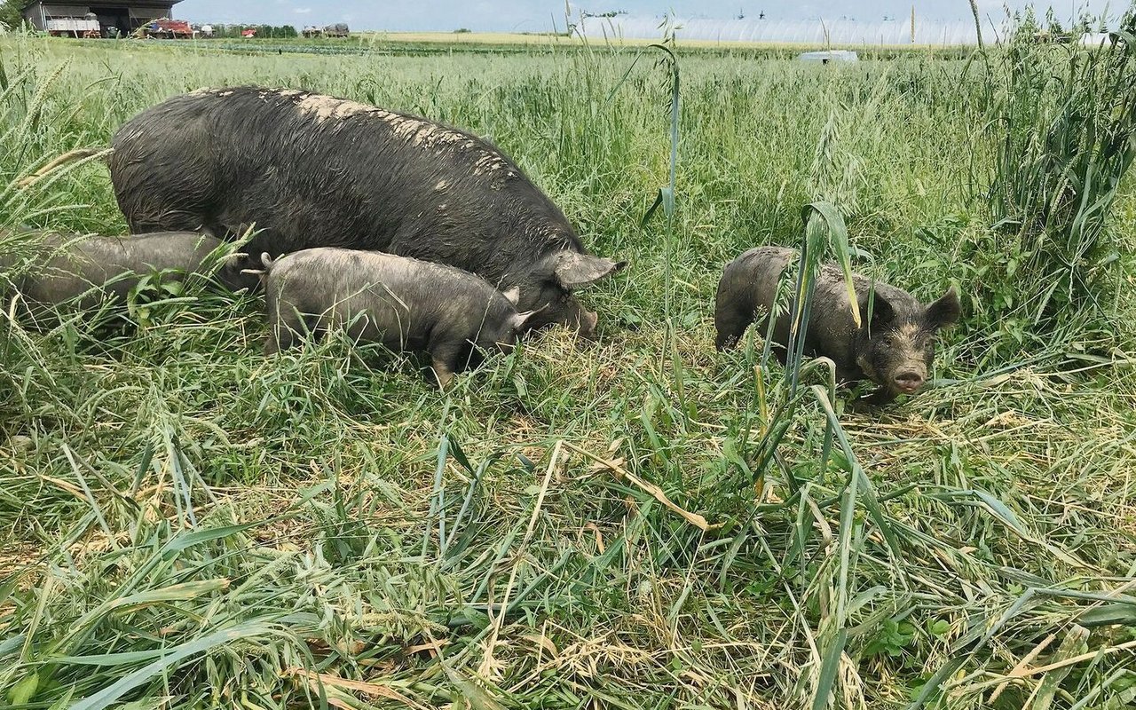 Die Berkshire-Schweine eignen sich besonders gut für die ganzjährige Haltung im Freiland.
