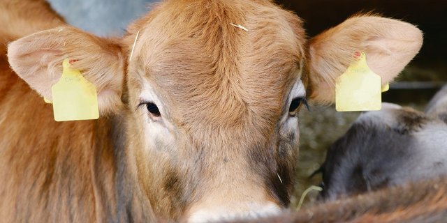 Bei den Tränkekälbern herrscht vor allem beim Einstallen ein hohes Krankheitsrisiko. (Bild BauZ)