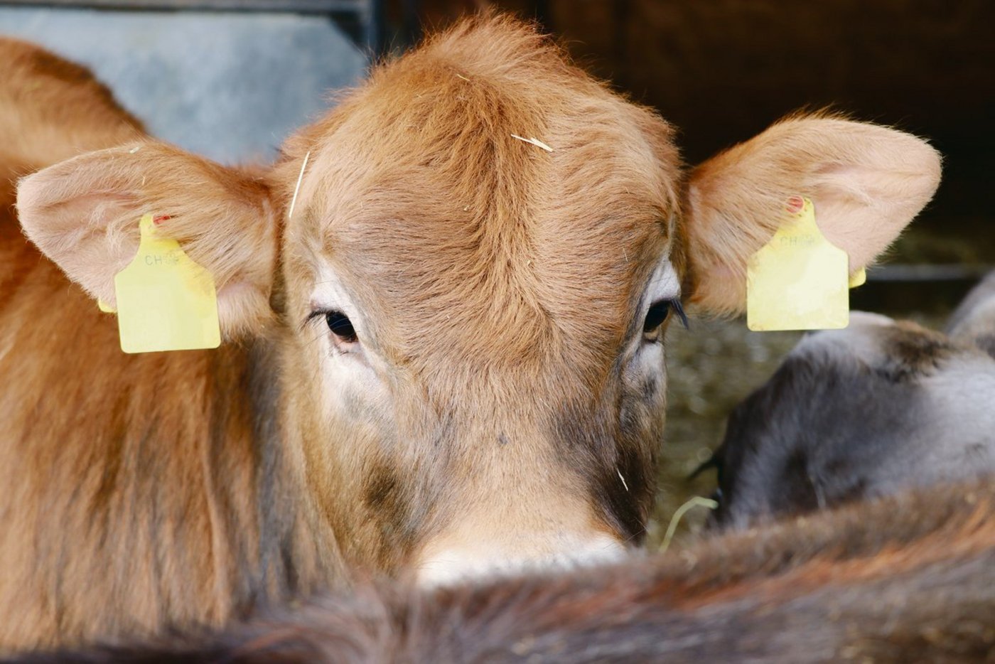Bei den Tränkekälbern herrscht vor allem beim Einstallen ein hohes Krankheitsrisiko. (Bild BauZ)