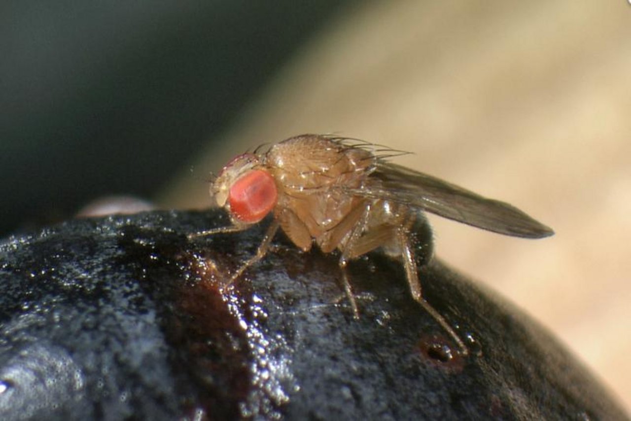 Mit gentechnisch veränderten Insekten könnte längerfristig zum Beispiel der gefürchteten Kirschessigfliege zu Leibe gerückt werden. (Bild Agroscope) 