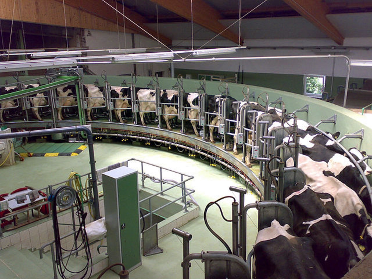 Milchkühe im Melk-Karussell. (Symbolbild Wikimedia)