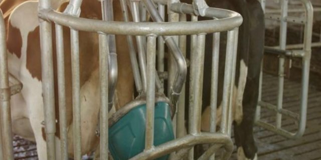 Die bewegliche Schüssel löst einen Reflex zum Urinieren aus. (Bild Hanskamp)