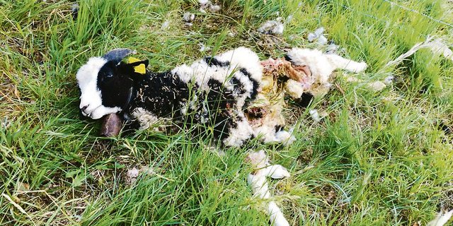 Auch ein neuer Zaun konnte den Wolf nicht davon abhalten, das Jakobschaf-Widderli von Erwin Häfliger zu reissen. Er vermutet, dass es das Tier M76 war und fordert dessen Entnahme.(Bild zVg)