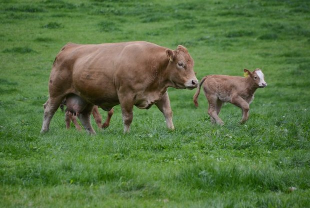 Während die Anzahl Milchkühe in der Schweiz abnimmt, gibt es immer mehr Mutterkühe. (Bild BauZ)