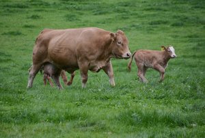 Während die Anzahl Milchkühe in der Schweiz abnimmt, gibt es immer mehr Mutterkühe. (Bild BauZ)