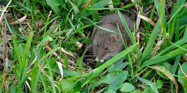 Die runde Körperform und die unbehaarten Ohrmuscheln deuten hier auf eine Feldmaus hin. Ist die Witterung mit mildem Winter und genügend Nahrung gut, können diese Tiere eine Fläche in kürzester Zeit besiedeln. (Bild  Birderswiss_Photography / Pixabay)