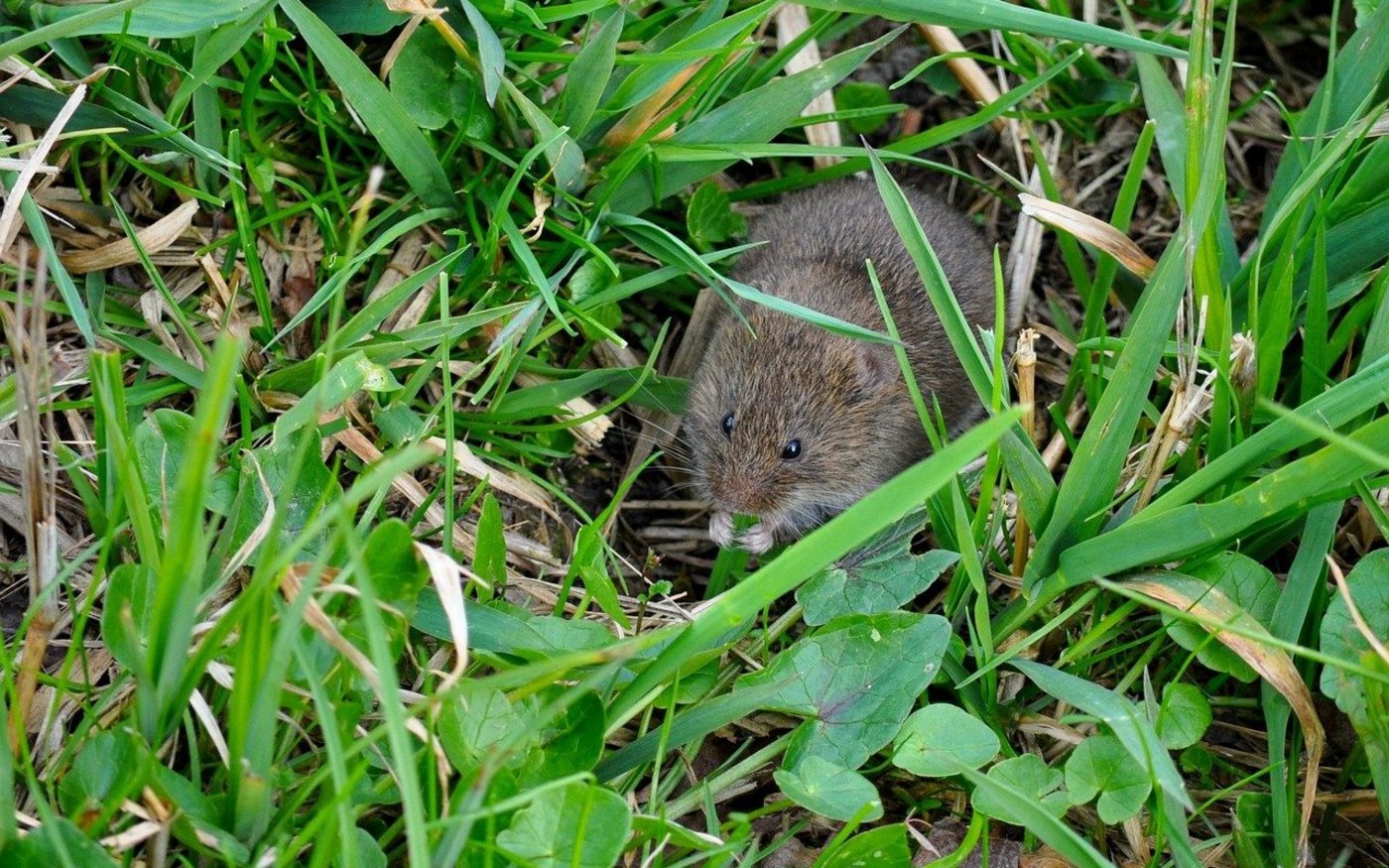 Die runde Körperform und die unbehaarten Ohrmuscheln deuten hier auf eine Feldmaus hin. Ist die Witterung mit mildem Winter und genügend Nahrung gut, können diese Tiere eine Fläche in kürzester Zeit besiedeln. (Bild  Birderswiss_Photography / Pixabay)