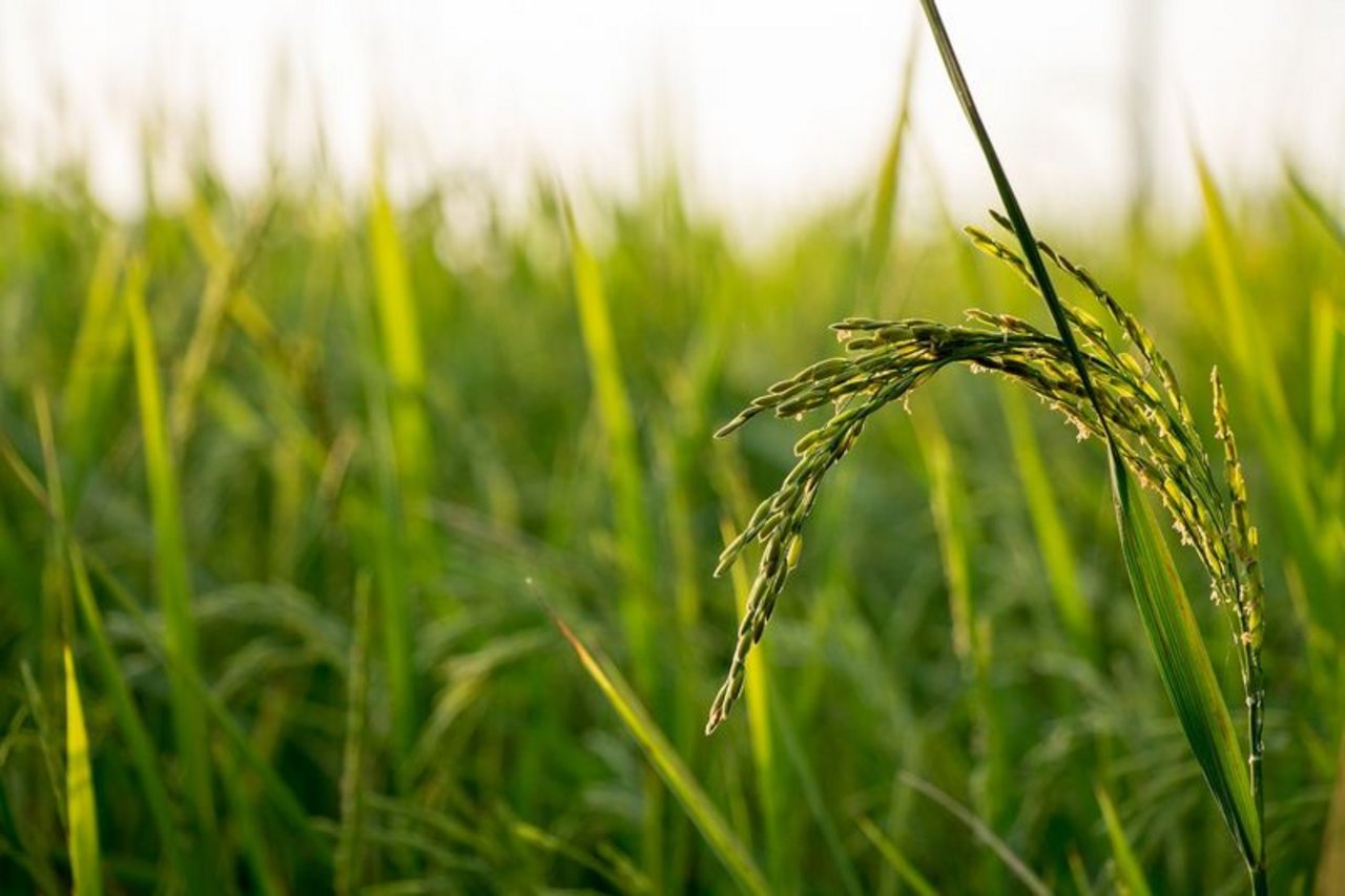Reis kann im Trockenverfahren oder auf gefluteten Feldern als Nassreis angebaut werden. (Bild Pixabay)