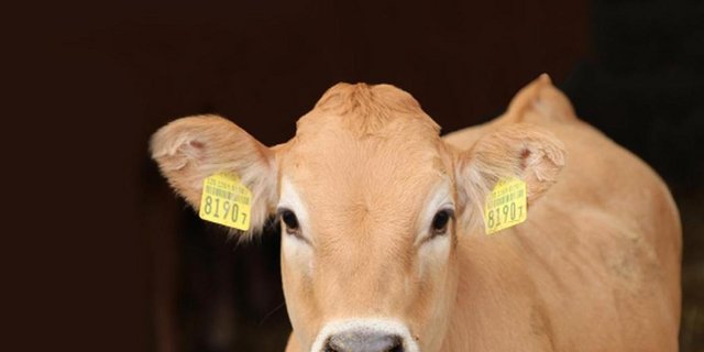 Auf tiefem Preisniveau ist der Kälbermarkt ausgeglichen. Für weitere Einlagerungen von Kalbfleisch fehlt das Geld. Pfingsten vom 9. Juni sollte die Nachfrage erneut beleben. (Bild kgd-ssv.ch)