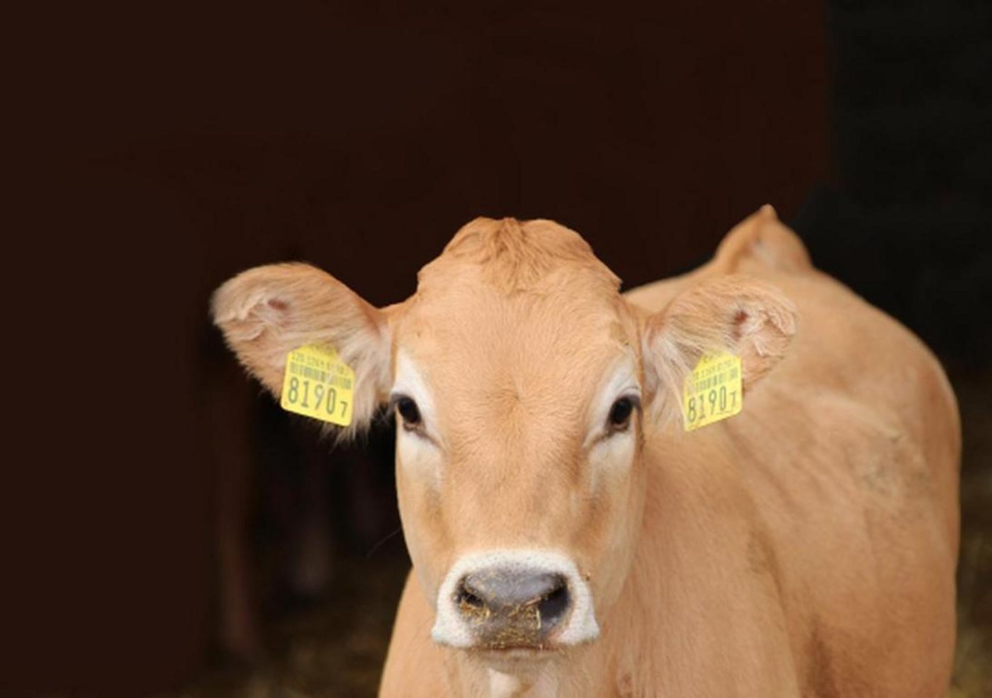 Auf tiefem Preisniveau ist der Kälbermarkt ausgeglichen. Für weitere Einlagerungen von Kalbfleisch fehlt das Geld. Pfingsten vom 9. Juni sollte die Nachfrage erneut beleben. (Bild kgd-ssv.ch)