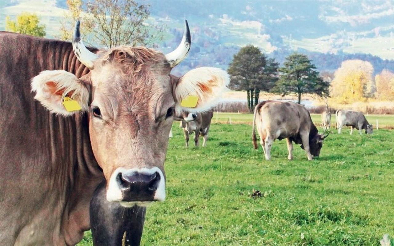 Den Schweizer Kühen sei es in Anbindeställen mit RAUS mindestens so wohl wie Laufstalltieren auf europäischen Grossbetrieben, die nie auf die Weide kämen, erklärte Martin Hübscher.