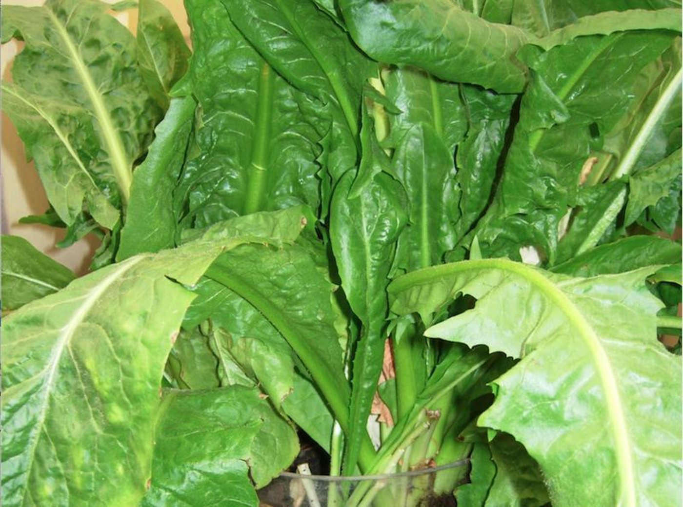 Auf dem Feld sieht Chicorée wie Löwenzahn aus. (Bilder Monika Neidhart)