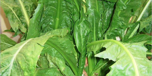 Auf dem Feld sieht Chicorée wie Löwenzahn aus. (Bilder Monika Neidhart)