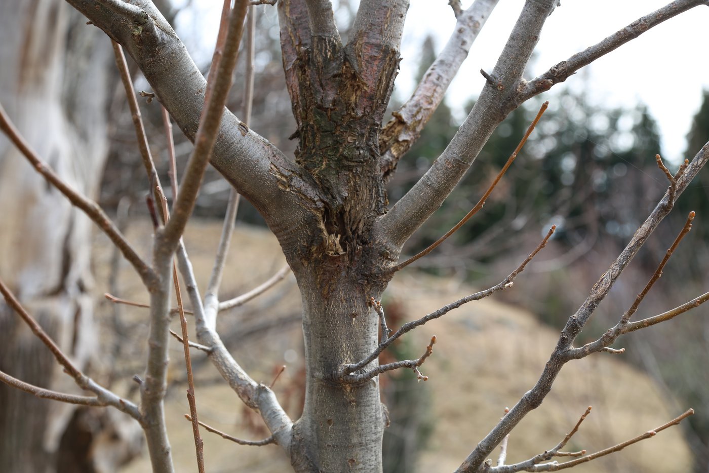 Die weisse Rindenfarbe soll den Baum gegen den Krebs resistenter machen.