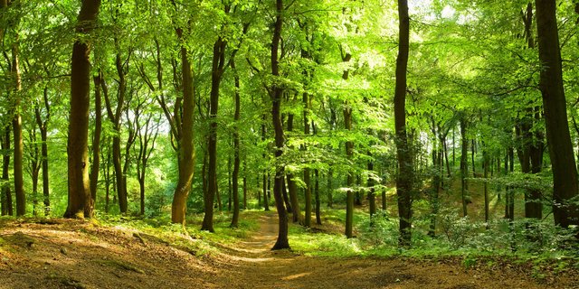 Ein internationales Forschungsteam unter Leitung der Eidg. Forschungsanstalt WSL fand heraus, dass Bäume in ihrer Wachstumsschicht nur dann Holz bilden, wenn der Wasserdruck in diesen Zellen genügend hoch ist. (Bild Inga Nielsen, Fotolia)
