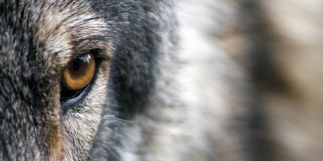 Am 26. November 2019 sei in der Gemeinde Schangnau ein Schaf gerissen worden. Die Vereinigung vermutet, dass der Wolf dafür verantwortlich ist. (Symbolbild Pixabay)