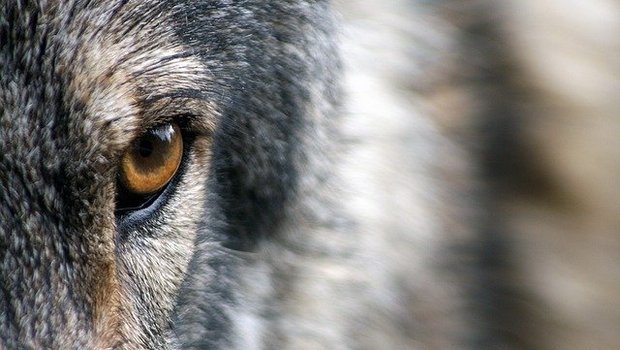 Am 26. November 2019 sei in der Gemeinde Schangnau ein Schaf gerissen worden. Die Vereinigung vermutet, dass der Wolf dafür verantwortlich ist. (Symbolbild Pixabay)
