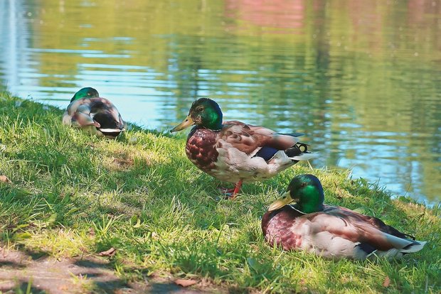 Ein Risiko für die Übertragung der Vogelgrippe ginge von den Wildenten aus, die an den Schweizer Seen überwintern. (Bild Pixabay)