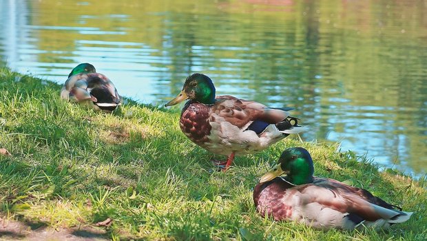 Ein Risiko für die Übertragung der Vogelgrippe ginge von den Wildenten aus, die an den Schweizer Seen überwintern. (Bild Pixabay)